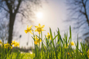 Relocating in Spring
